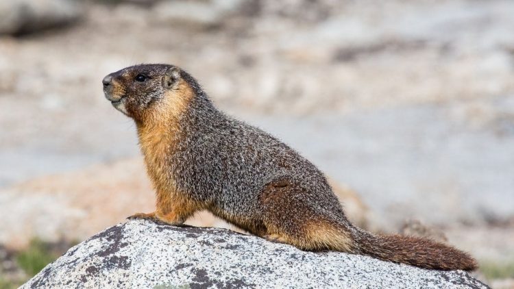 peste nera marmotta