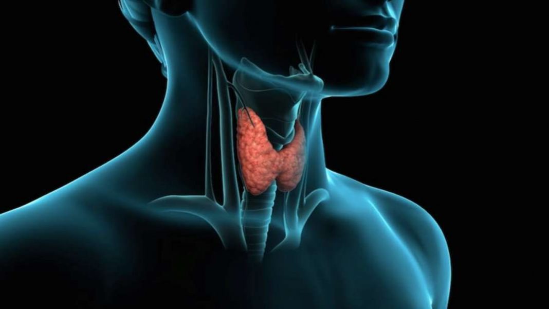 Problemi alla tiroide, la ghiandola subdola: seguire sempre il