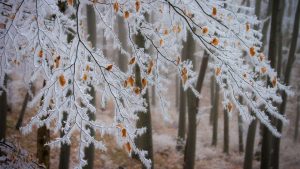 tempesta neve