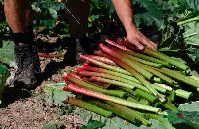 Il rabarbaro, tutte i benefici e come si usa in cucina