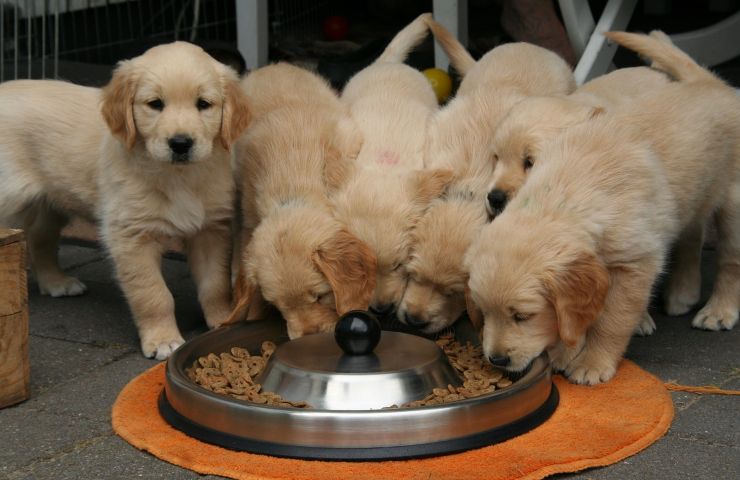 Cane alimentazione