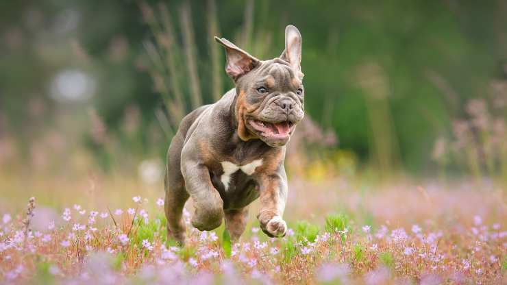 sbranata cani figlia padrona incinta